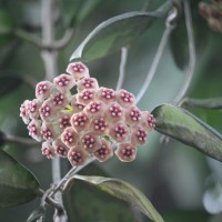 Hoya sp.